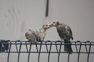 写真：ヒヨドリ1