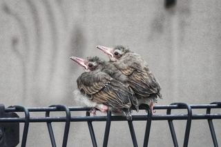 写真：ヒヨドリ2