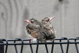 写真：ヒヨドリ3