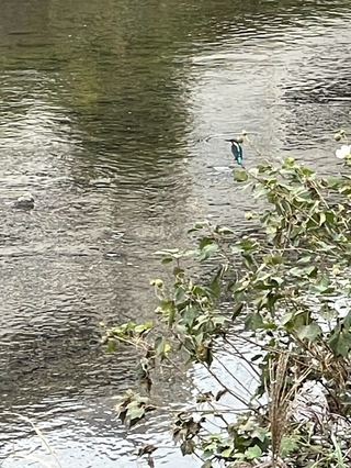 写真：カワセミ1
