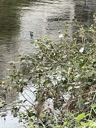 写真：カワセミ2