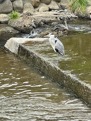 写真：アオサギ