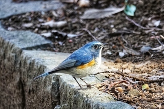 写真：ルリビタキ1