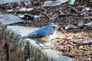 写真：ルリビタキ2