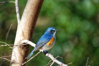 写真：ルリビタキオス