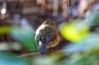 写真：ルリビタキメス