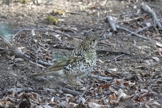 写真：トラツグミ