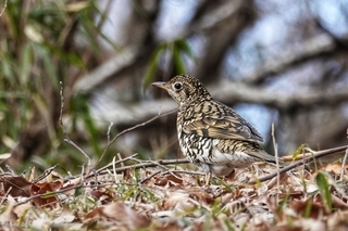 写真：トラツグミ1