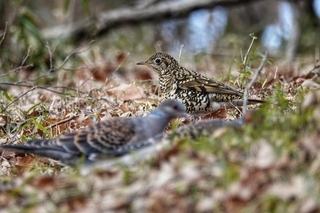 写真：トラツグミ2