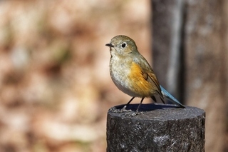 写真：ルリビタキ