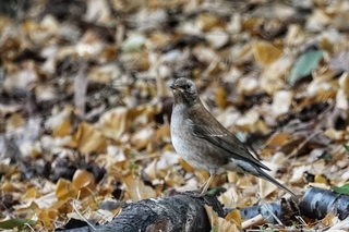 写真：シロハラ