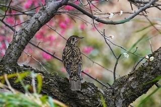 写真：トラツグミ1