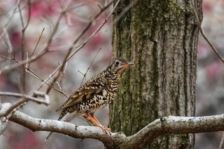 写真：トラツグミ2