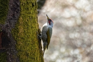 写真：アオゲラ