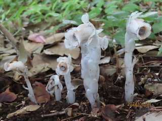 写真：ギンリョウソウ