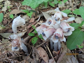 写真：ギンリョウソウ