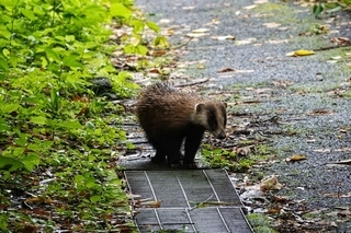 写真：アナグマ