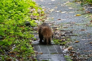 写真：アナグマ