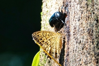 写真：クロカナブン、マダラヒカゲチョウ