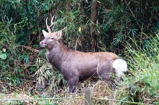 写真：シカ1