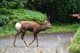 写真：シカ2