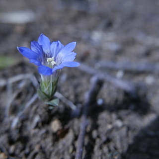 写真：自然　植物　花1