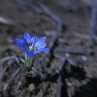 写真：自然　植物　花2