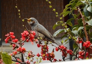 写真：ヒヨドリ
