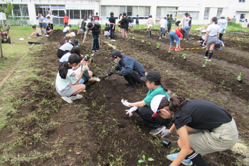 写真：苗を植える様子