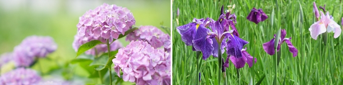スライド2紫陽花・菖蒲
