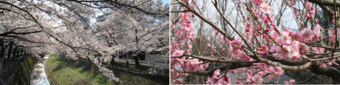 スライド1桜と梅