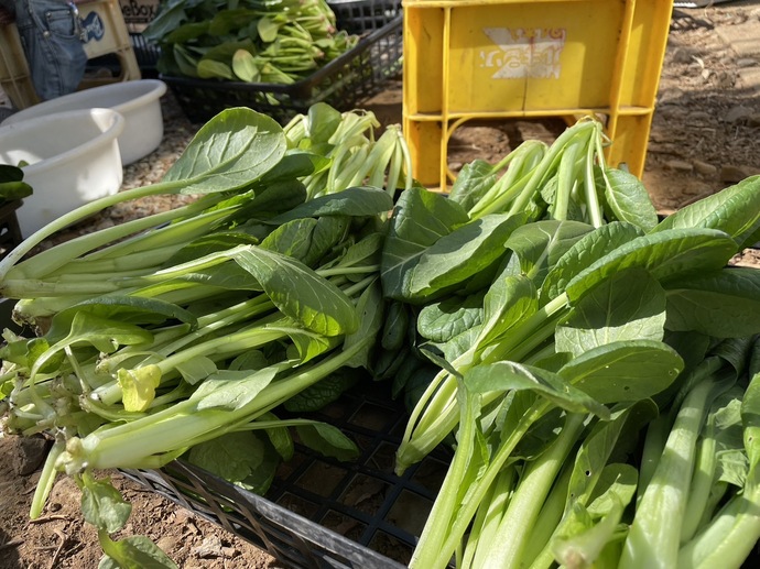 地場野菜