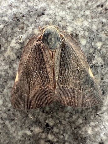 写真：セアカゴケグモの背面（メス）