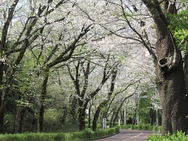 一本杉公園通りの写真