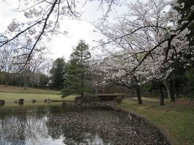 一本杉公園の写真
