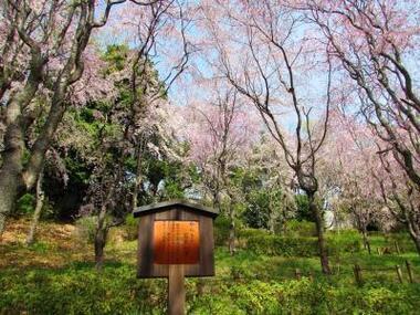 からきだの道からきだ百本シダレの写真