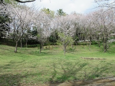 からきだの道お花見広場の写真