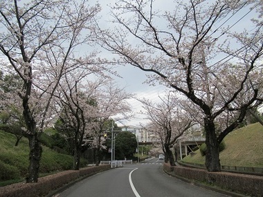 永山さくら通りの写真2