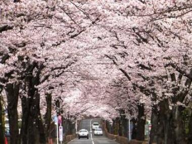 永山さくら通りの写真1