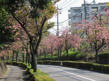 西落通りの写真1