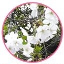 オオシマザクラの写真