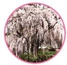 シダレザクラの写真