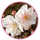 ソメイヨシノの写真