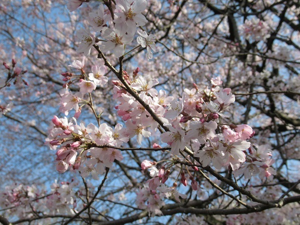 桜の写真
