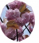 ヤエザクラの写真