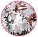 ヤマザクラの写真