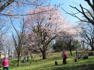 よこやまの道さくらの広場の写真