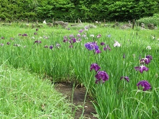 中沢池公園の菖蒲の写真1