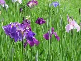 中沢池公園の菖蒲の写真1