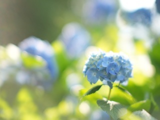 あじさい緑地の写真3